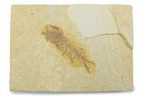 Juvenile Phareodus Fish Fossil - Scarce Species #373883-1